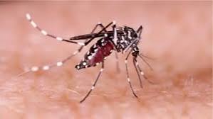 একদিনে ডেঙ্গুতে মৃত্যু ৬, হাসপাতালে ১২৪৮